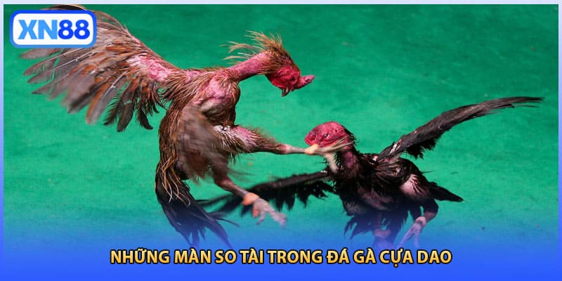 Những màn so tài trong đá gà cựa dao