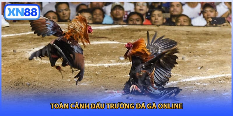 Toàn cảnh đấu trường đá gà online 